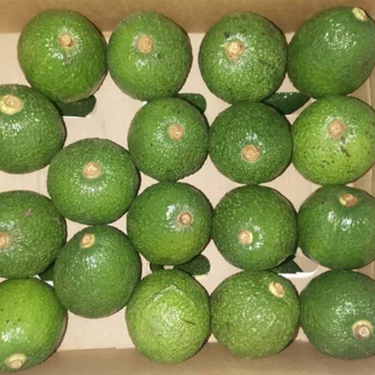 Avocado Hass Tanzania 4 KG Box
