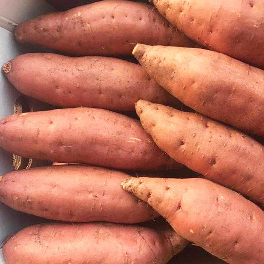 Sweet Potato Egypt 6 KG