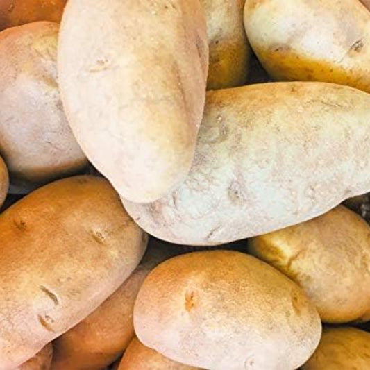Potato Idaho USA 22 KG Box
