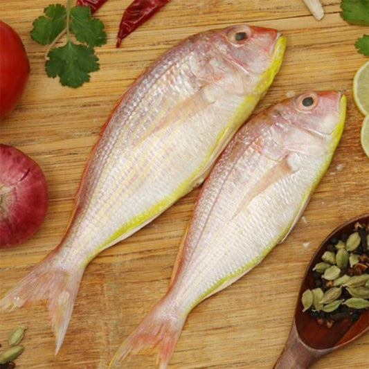 Frozen Sultan Ibrahim Fish 1 x 10 Kg   HorecaStore