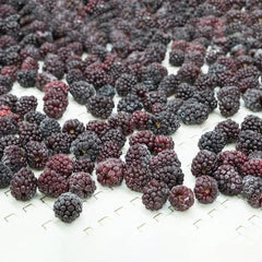 IQF Frozen Blackberry 4X2.5 kg